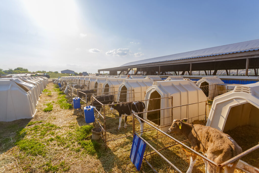 Current image: Goshaala Ventilation Design